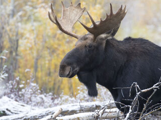 大提顿国家公园