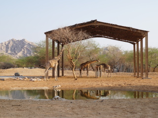 阿联酋公园动物园