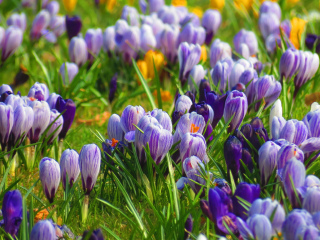 法兰克福棕榈树公园