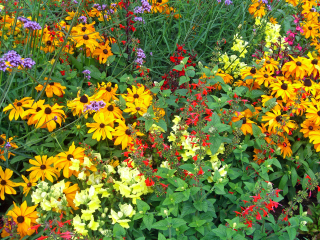 法兰克福棕榈树公园