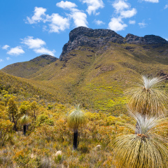 Grass Trees infront of Bluff Knowl, Stirling Range National Park, Western Australia