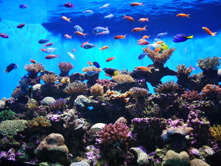 品川爱普生水族馆