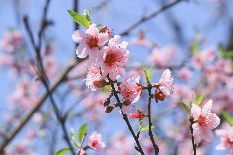 广州周边游丨湟川春色赏不尽,桃林花开惹人怜