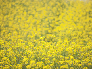 油菜花