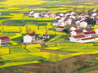 汉中油菜花