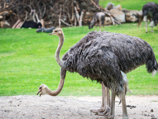 鸵鸟展示生态园