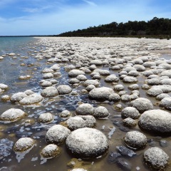 Thrombolites at Lake Clifton, Western Australia