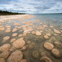 Lake Clifton's thrombolites in south of Mandurah, Western Australia. are living Fossils and very fragile, so a walkway for visitors to enjoy these formations while protecting them from damage.