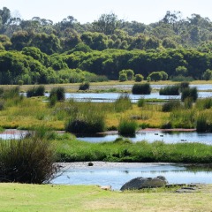 Ponds of Loch McNess at Yanchep National Park, Western Australia