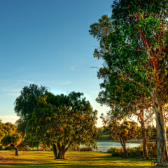 Yanchep National park, Perth Western Australia