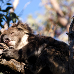 Sleeping Koala - Yanchep National Park - Australia