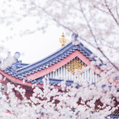 挂灯笼的特写与盛开的樱花背景