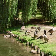Bois de Boulogne/Paris,France