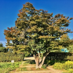 Two merged trees into one in contemporary garden part of Jardin des Serres d'Auteuil botanical garden in Bois de Boulogne Paris France