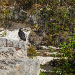 Cenote Sagrado de Chichen Itza. Vulture, bird. Sacred cenote at Chichen Itza used for making sacrifices to rain god Chaac