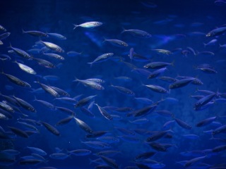 神户市立须磨海滨水族园