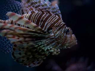 神户市立须磨海滨水族园