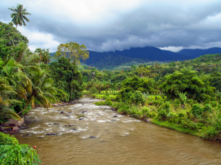 苏门答腊热带雨林