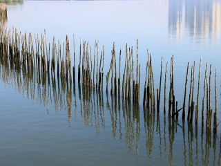 新加坡双溪布洛湿地保护区
