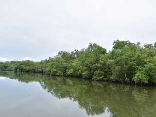 新加坡双溪布洛湿地保护区