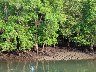 新加坡双溪布洛湿地保护区