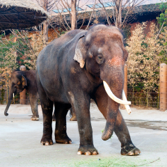 big asian elephant at seoul grand park zoo