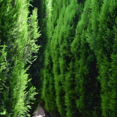 chair in the park,Ami art museum in korea