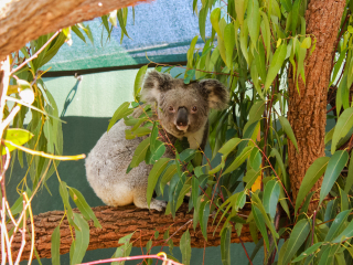 悉尼野生动物园世界