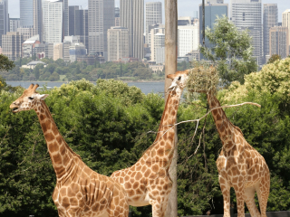 悉尼野生动物园世界