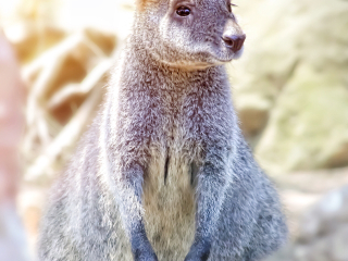 悉尼野生动物园世界