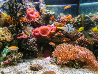 汤斯维尔珊瑚礁水族馆