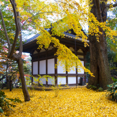 Autumn Colors in Sankeien Garden, Yokohama, Japan