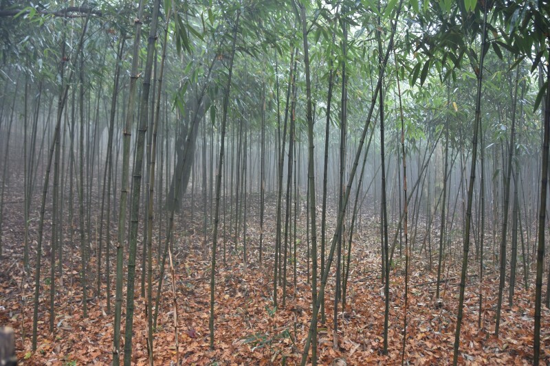 一人成团南川金佛山行