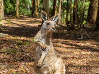 曲乌纳野生动植物公园