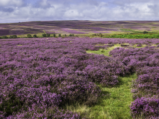 北约克高沼区国家公园