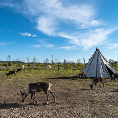 Aoluguya reindeer town