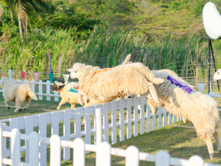 小瑞士绵羊牧场