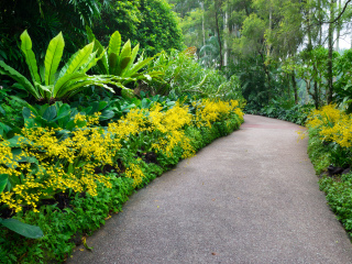 新加坡国家兰花园