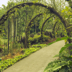 scenic pathway under artificial arches with plantation of orchid flowers in famous Singapore Botanical Gardens
