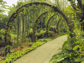 新加坡国家兰花园