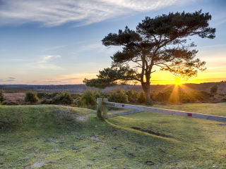 新福里斯特国家公园