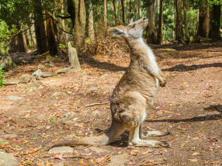 曲乌纳野生动植物公园