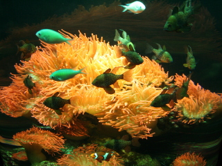 热那亚水族馆