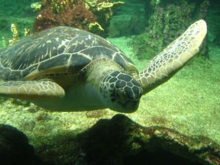 热那亚水族馆