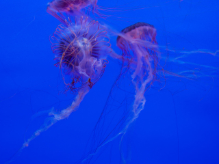 热那亚水族馆