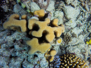 阿金考特珊瑚礁