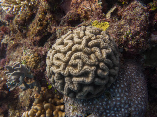 阿金考特珊瑚礁