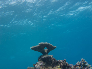 阿金考特珊瑚礁