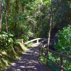 Mt. Kinabalu Botanical Garden of Kinabalu Park. Tropical equatorial flora of Malaysia. Wild nature