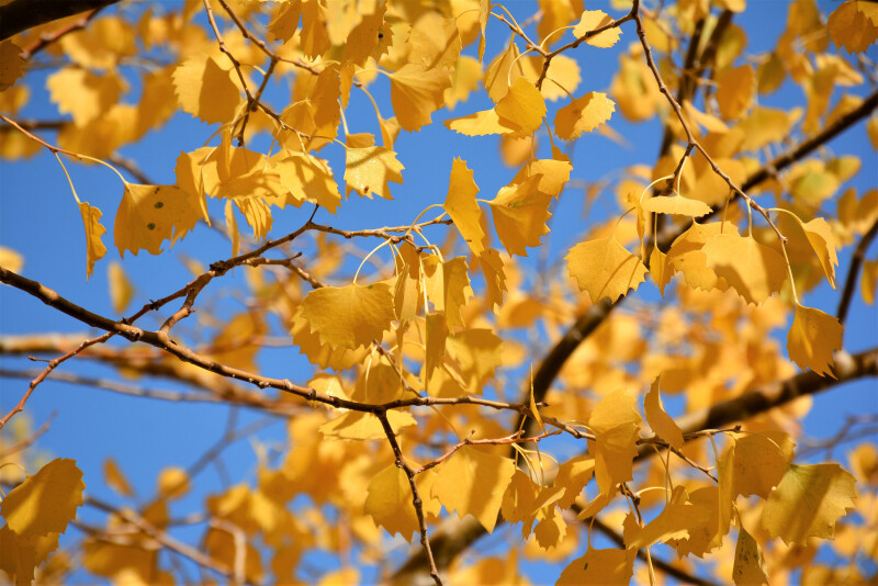 七道桥俗称"梦境林",这里是胡杨林景区内所有胡杨树叶最早变黄的捣浇